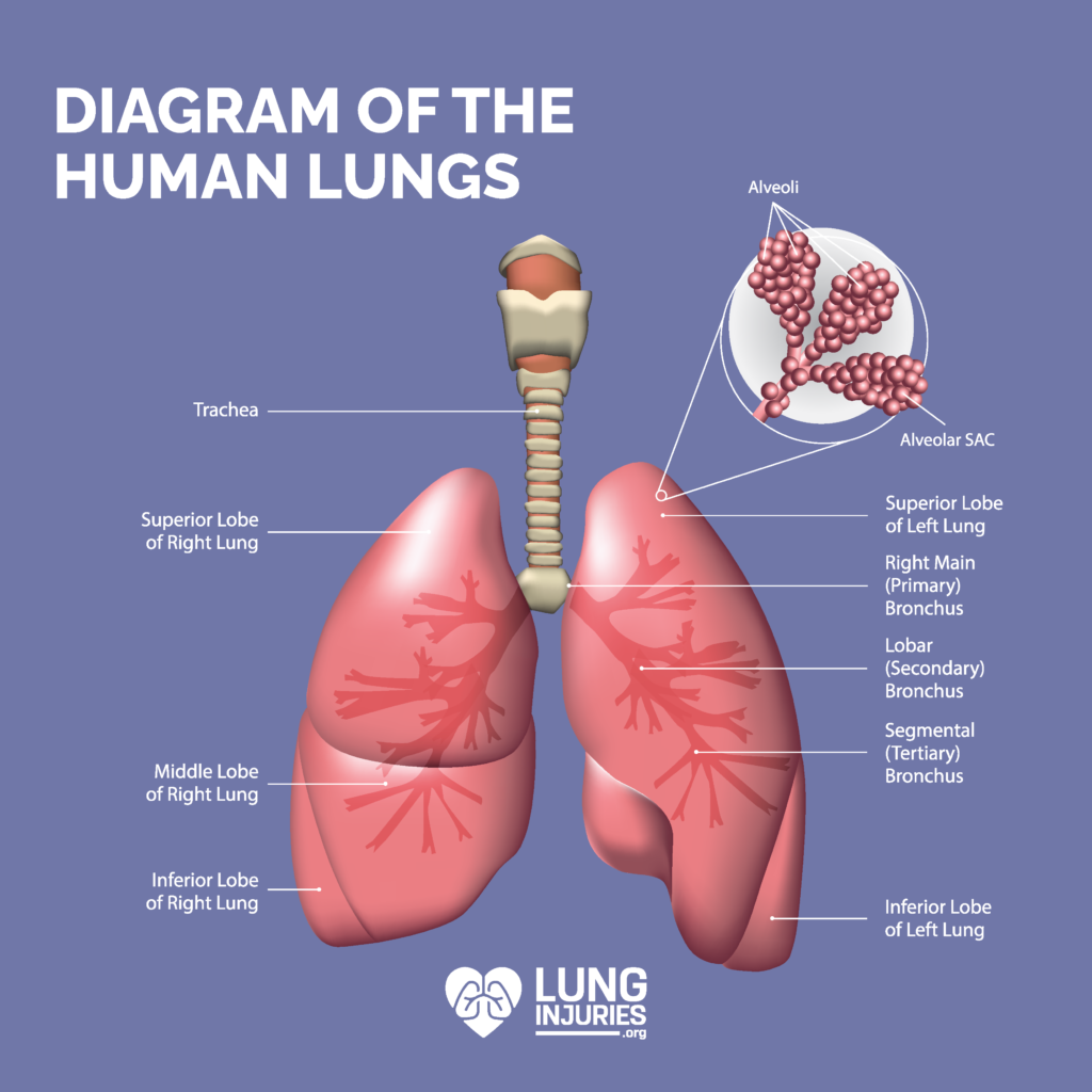 human lungs